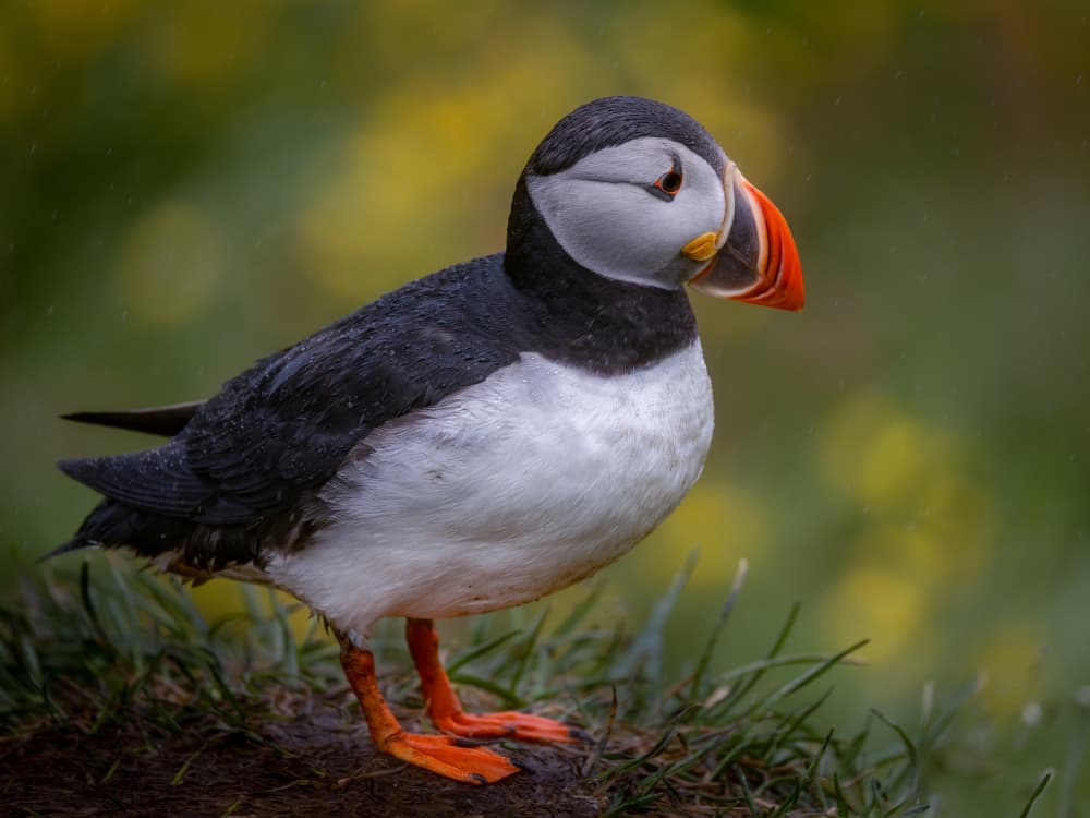 Colorful Puffin Portrait by Xiaohong Zhang — canvas wall art