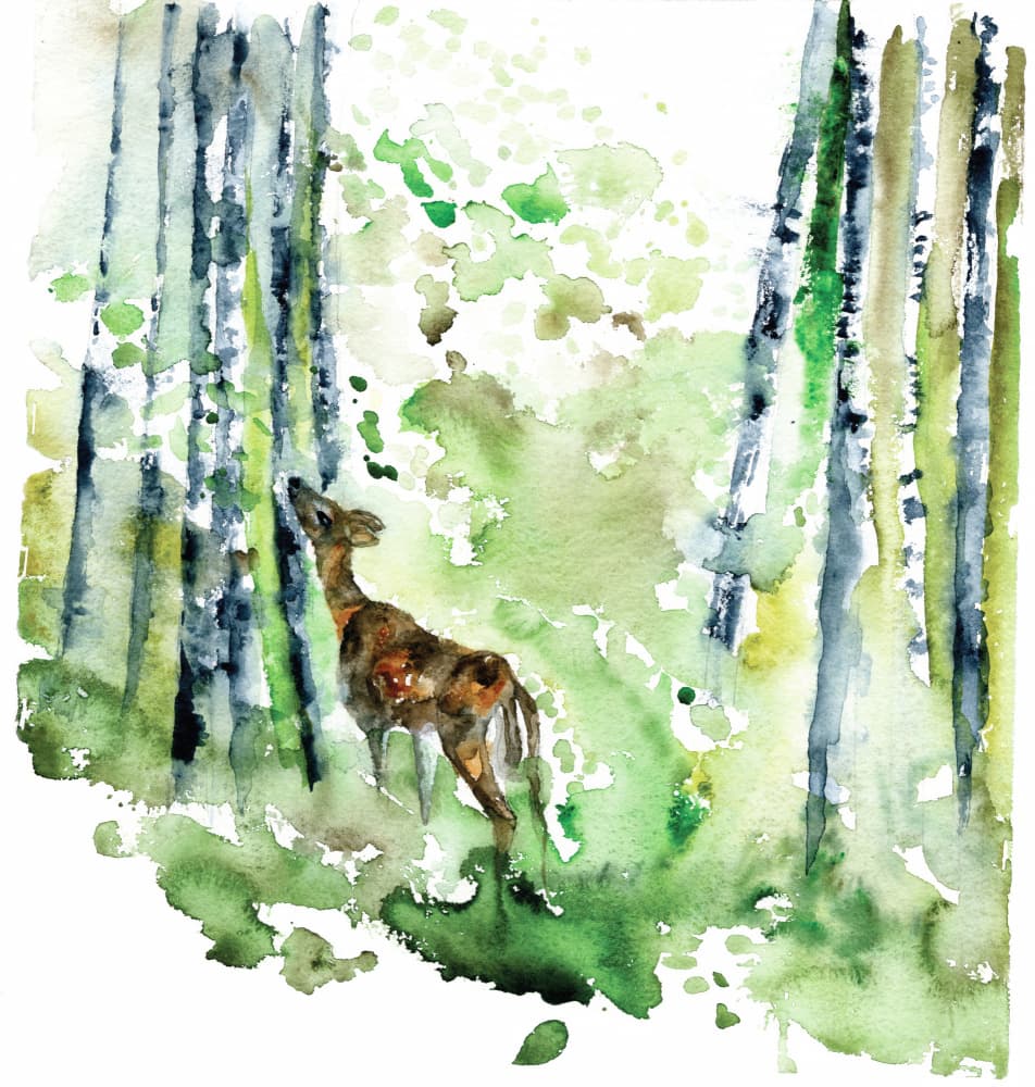 Forest Fawn Watercolor by RodMacIver — canvas wall art