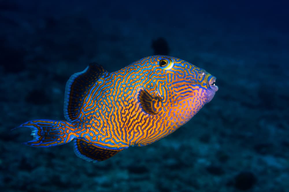 Tropical Patterned Fish by Barathieu Gabriel — canvas wall art