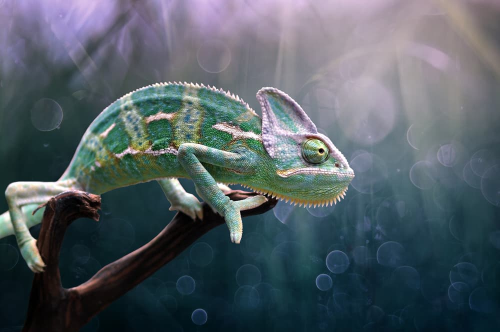 Vibrant Green Chameleon by Edy Pamungkas — canvas wall art