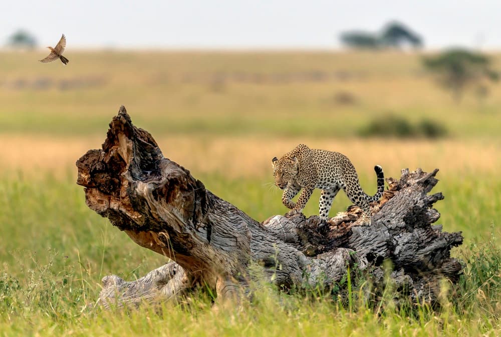 Wild Leopard Stroll by Giuseppe DAmico — canvas wall art