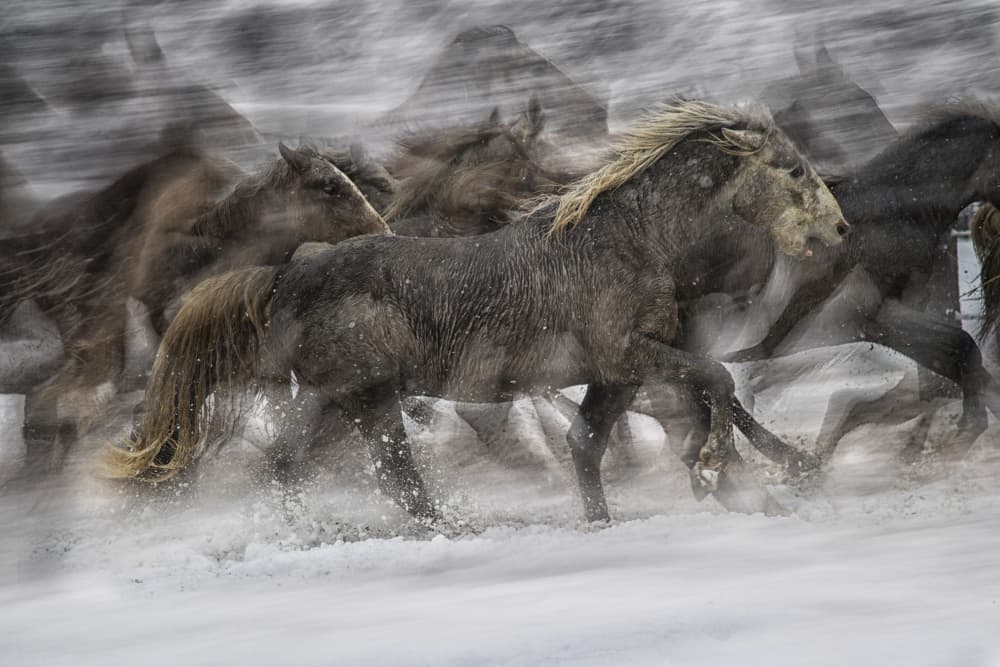 Wild Horses Running by Milan Malovrh — canvas wall art