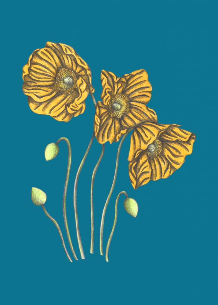 Golden Poppies Teal by Cecilia Battaini — canvas wall art