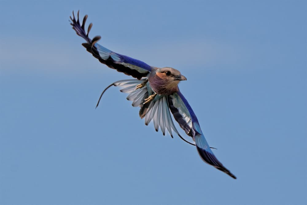 Colorful Bird in Flight by Mei Shi — canvas wall art