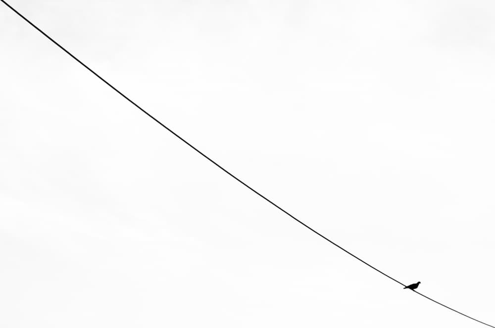 Minimal Bird on Wire by Ali Ayer — canvas wall art