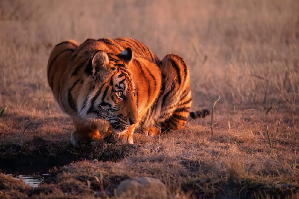 Golden Hour Tiger Gaze by MIN LI — canvas wall art