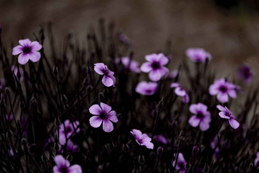 Midnight Purple Blooms by Mareike Böhmer — canvas wall art