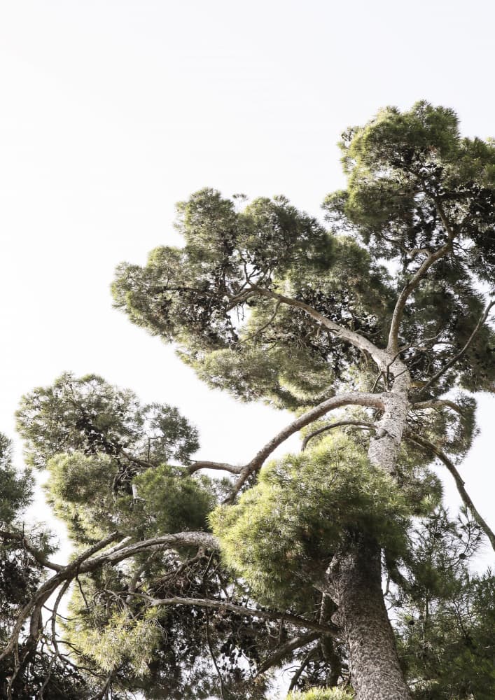Towering Pines by Shot by Clint — canvas wall art