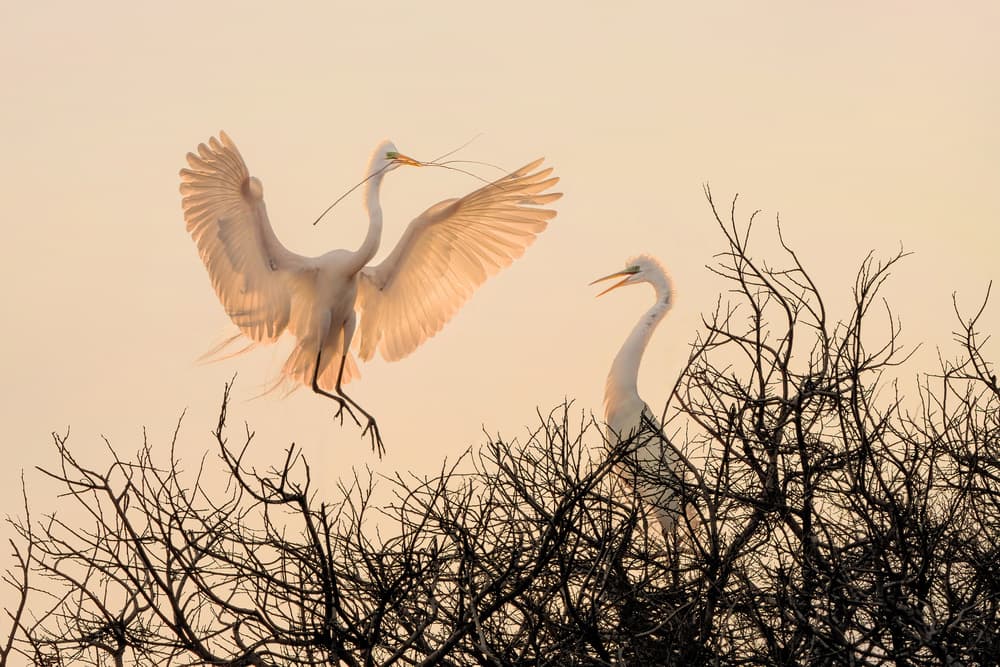 Golden Light Egret Landing by Qing Zhao — canvas wall art