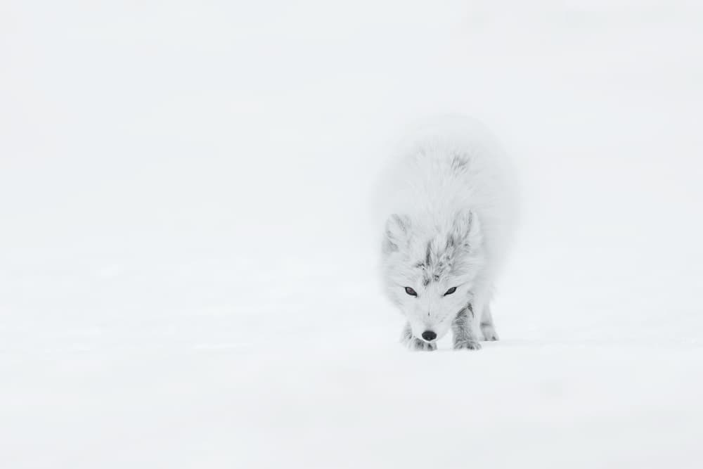 White Arctic Fox by Roberto Marchegiani — canvas wall art