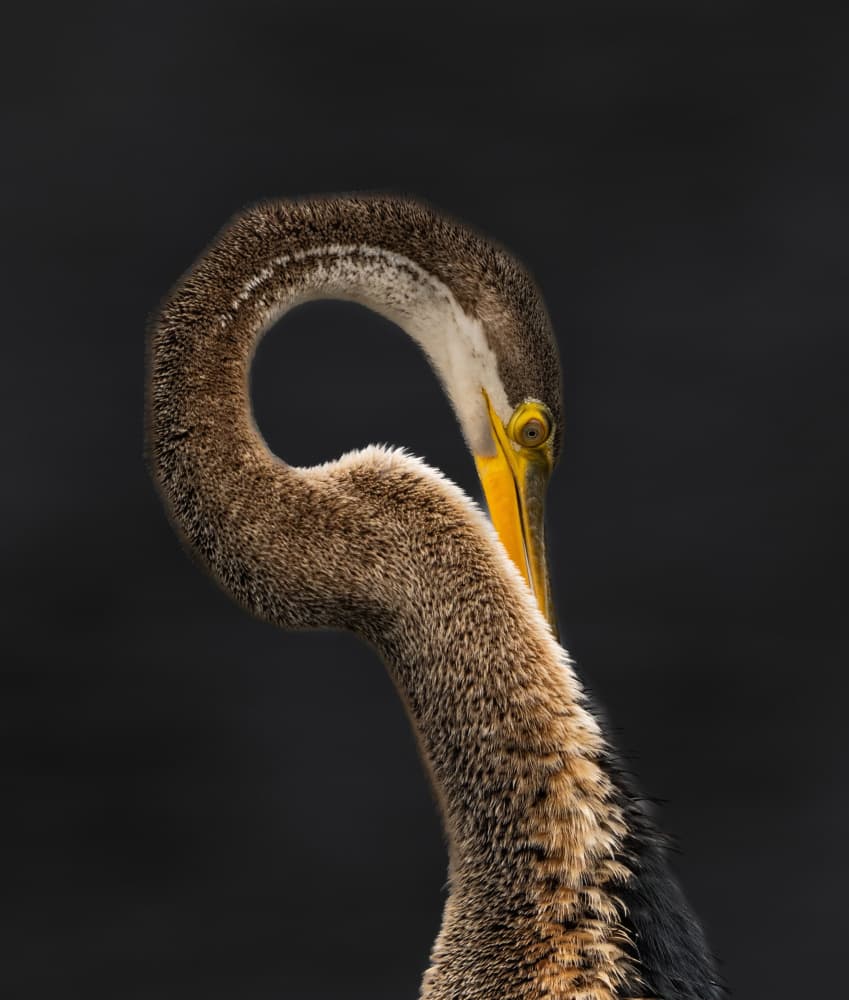 Elegant Anhinga Portrait by Manish Nagpal — canvas wall art