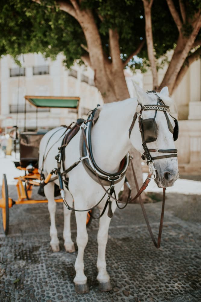 White Horse City Carriage by Claudia Casal — canvas wall art
