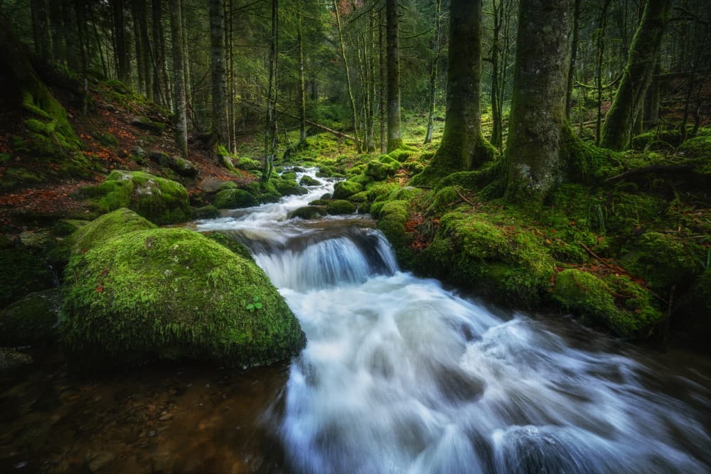 Lush Forest Stream by Ulrike Eisenmann — canvas wall art