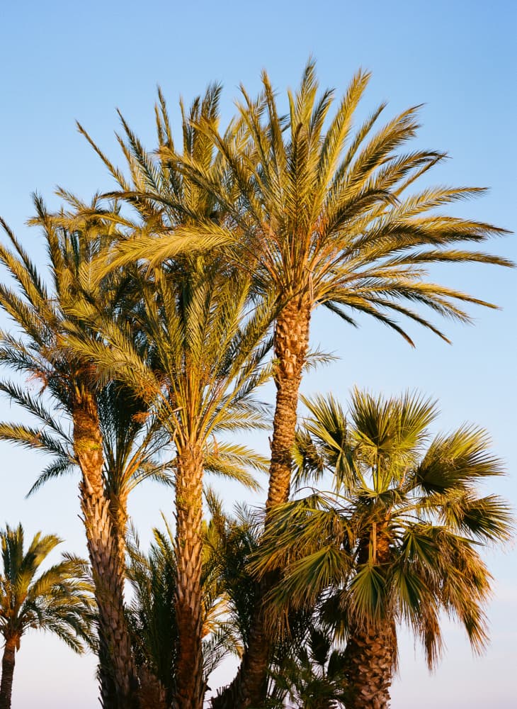 Golden Tropical Palms by Bethany Young — canvas wall art