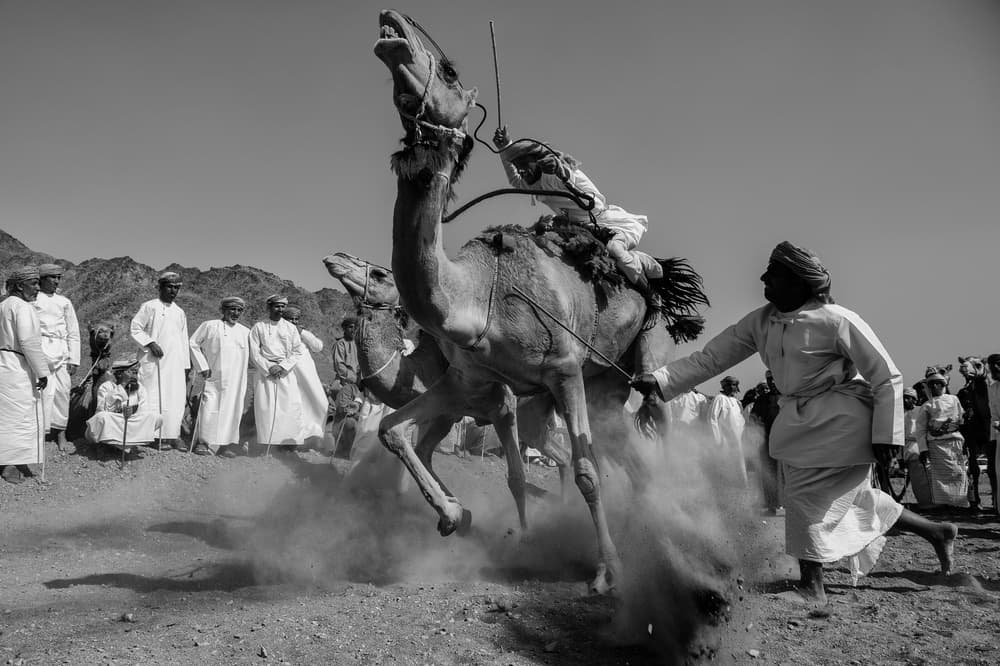 Dynamic Camel Race by Mohammed Alnaser — canvas wall art