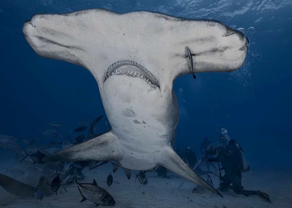 Ocean Hammerhead Encounter by Jennifer Lu — canvas wall art