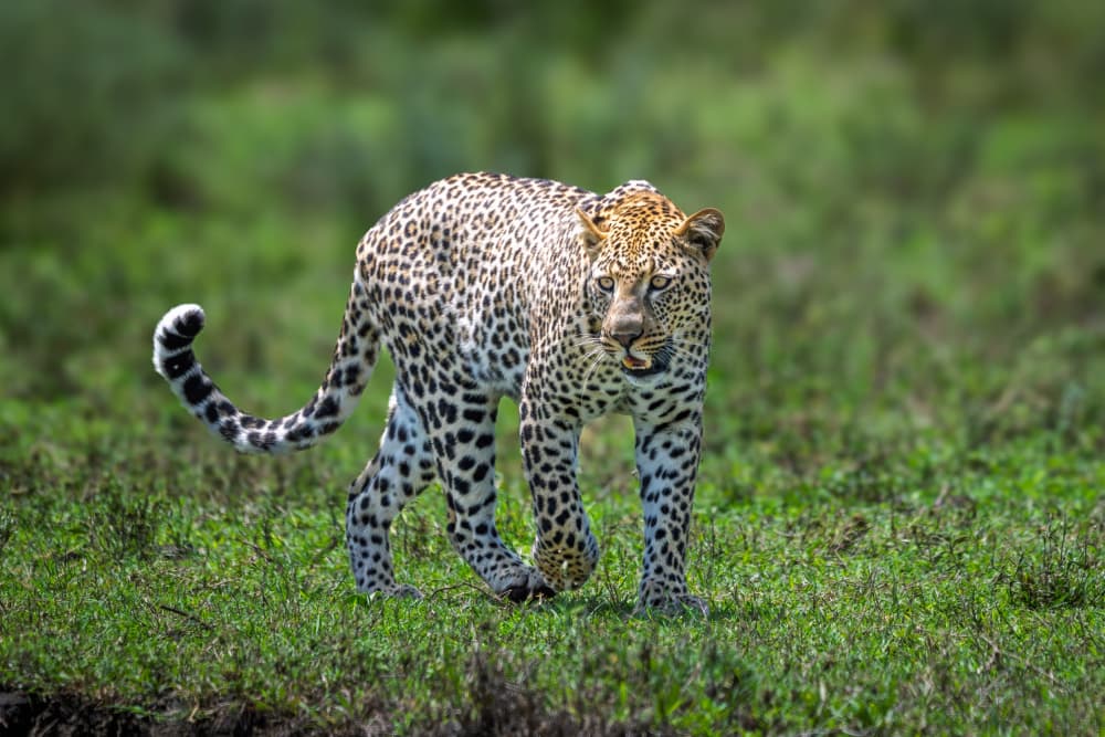 Wild Leopard Stroll by Jeffrey C. Sink — canvas wall art