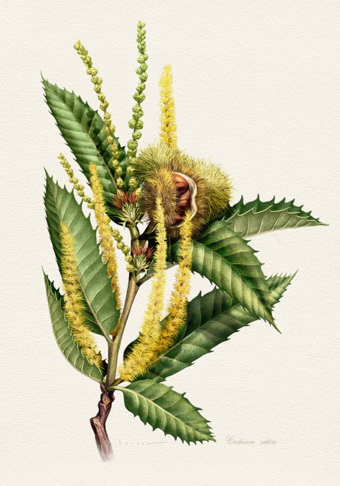 Sweet Chestnut Study by Juan Hernaz — canvas wall art