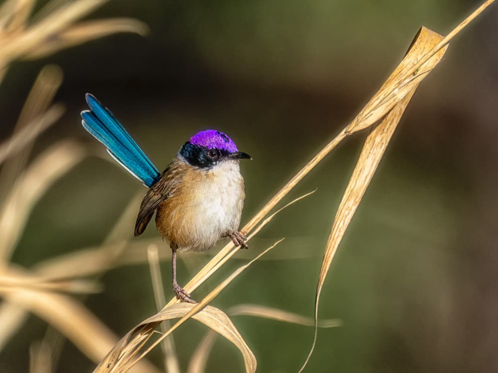 Vibrant Purple Wren by James Zhen Yu — canvas wall art