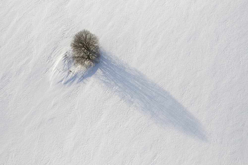 Serene Winter Tree Shadow by Dmitry Doronin — canvas wall art