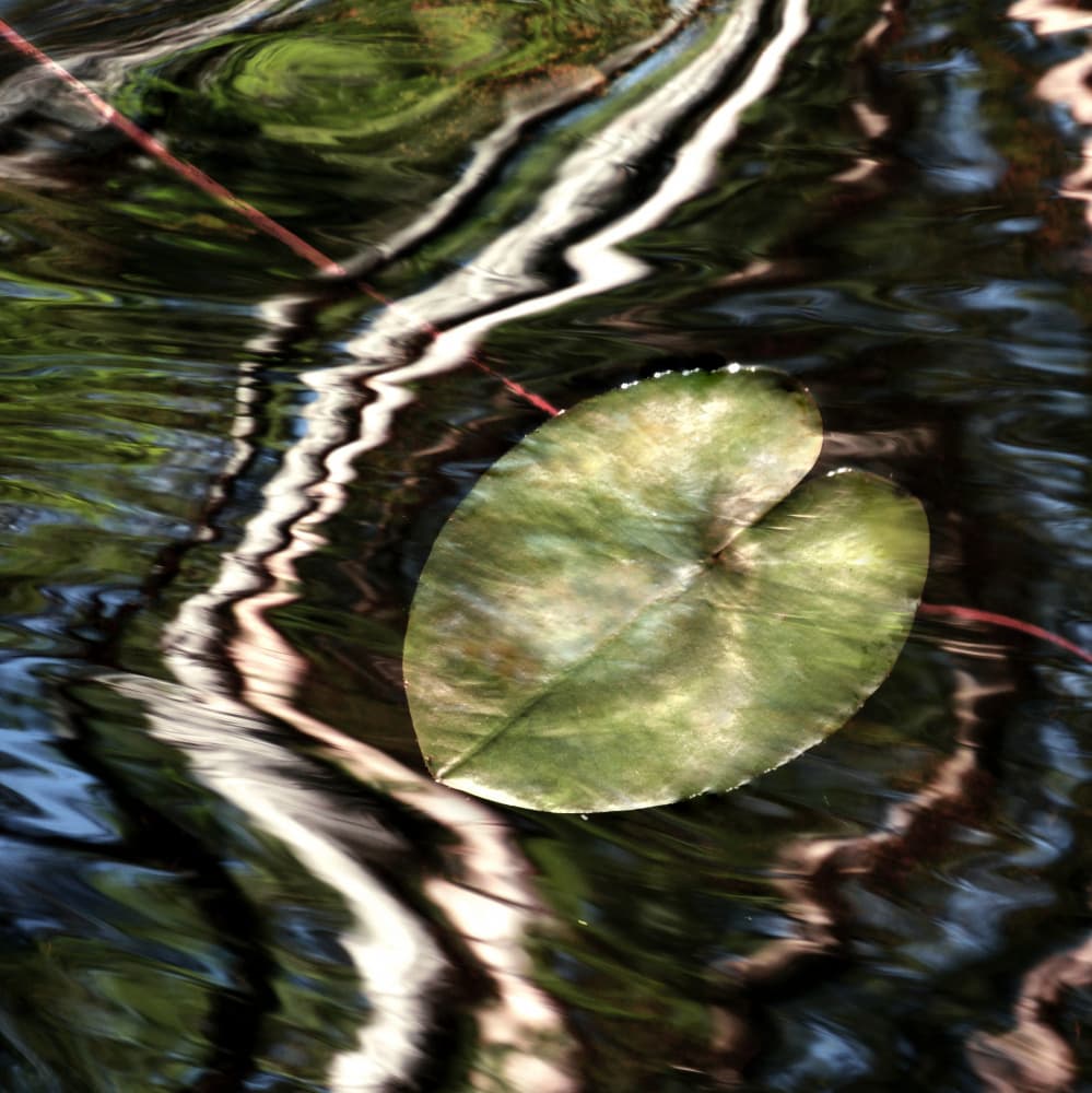 Lily Pad Reflections by Christina Sillen — canvas wall art