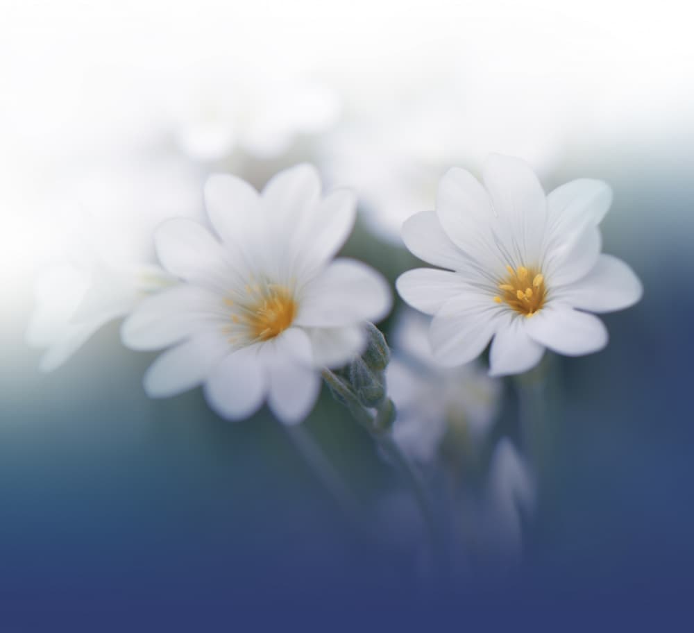 Dreamy White Flowers by Juliana Nan — canvas wall art