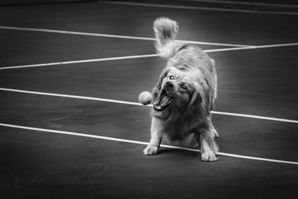 Playful Tennis Dog by Xiaohong Zhang — canvas wall art