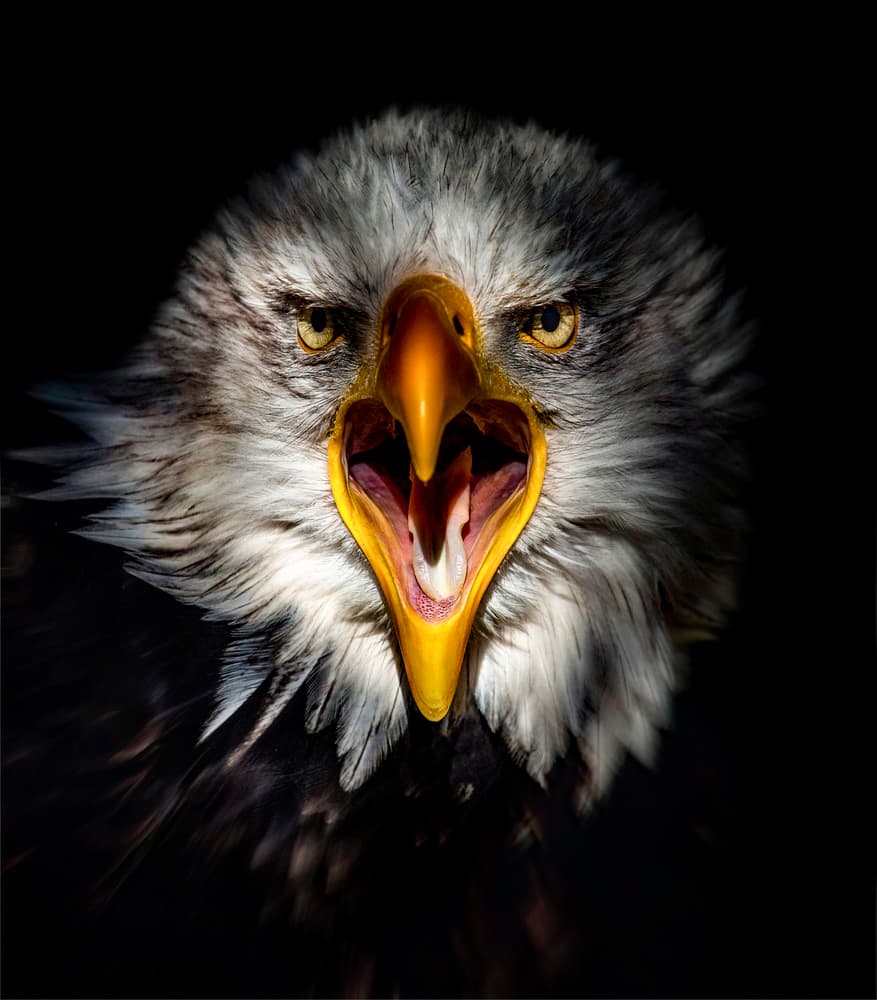 Screaming Bald Eagle Portrait by Chris Coenders — canvas wall art