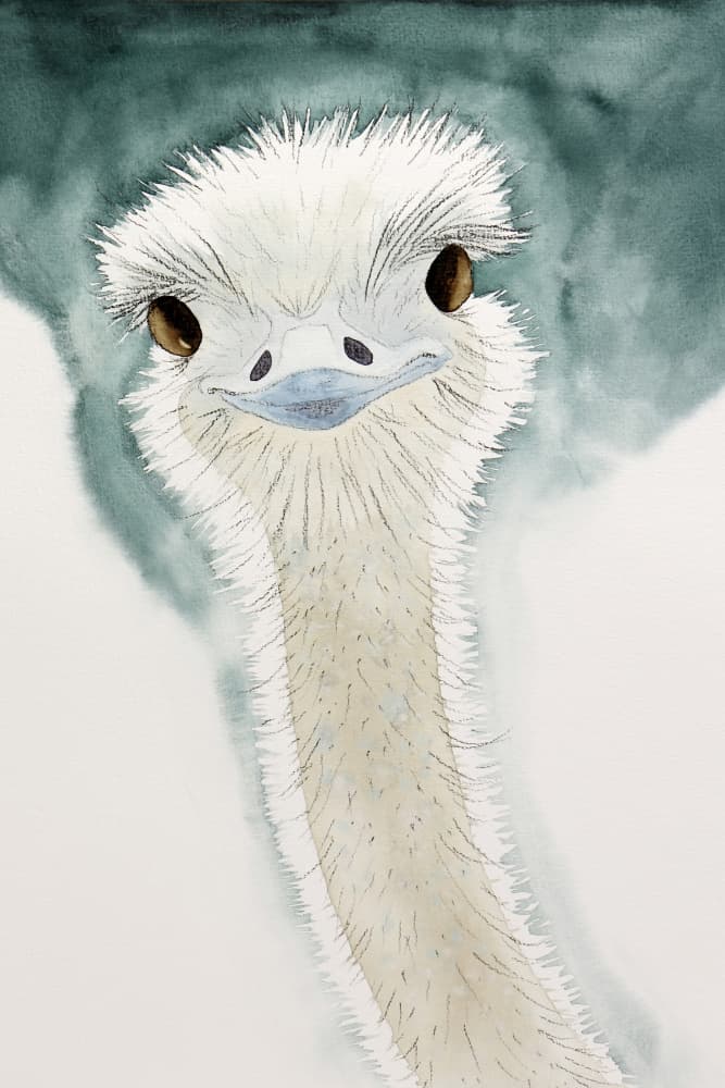 The cheerful ostrich from Africa by Natalie Bruns — canvas wall art