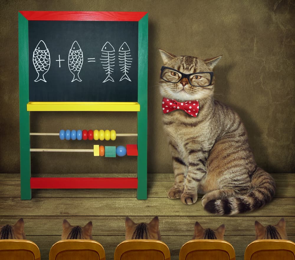 Smart Cat Classroom by Iryna Kuznetsova (Iridi) — canvas wall art