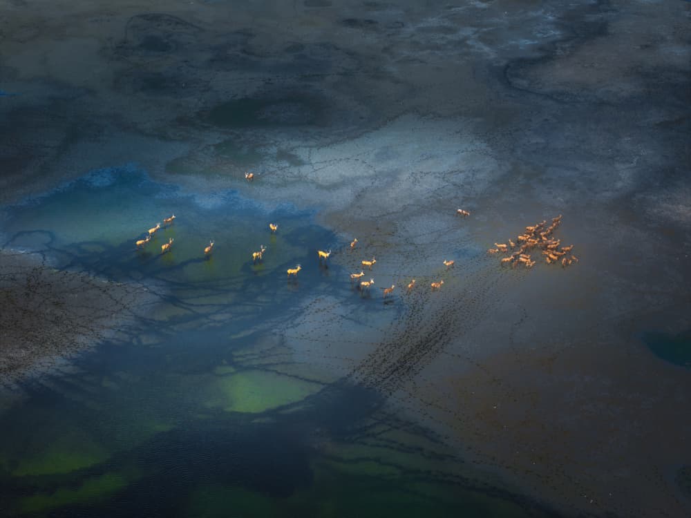 Aerial Wetlands Deer Herd by NingYun Ye — canvas wall art