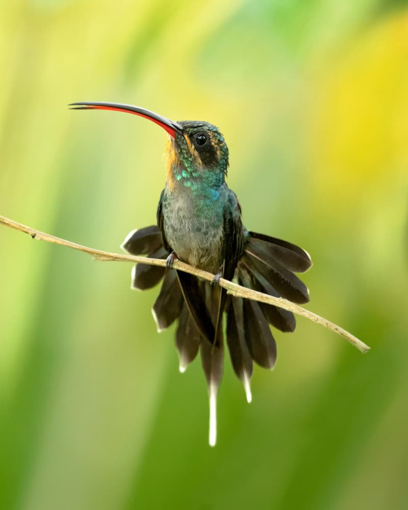 Long Beak Hummingbird by Milan Zygmunt — canvas wall art