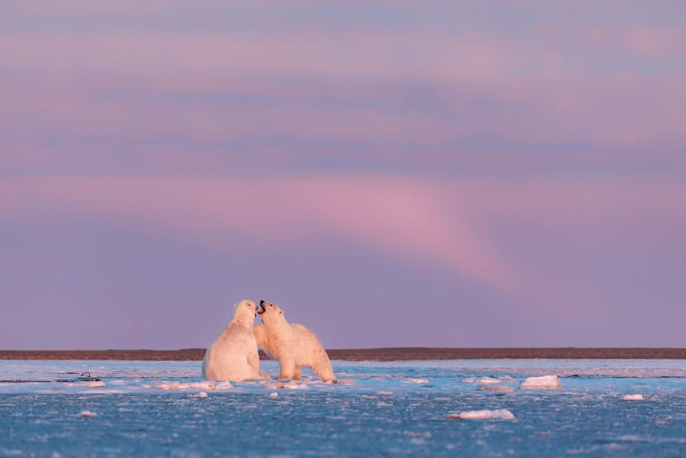 Playful Polar Bears by Eiji Itoyama — canvas wall art