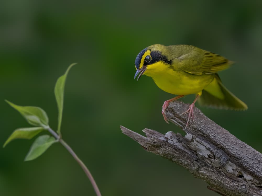 Yellow Bird on Branch by Jacob (Jian) Xu — canvas wall art