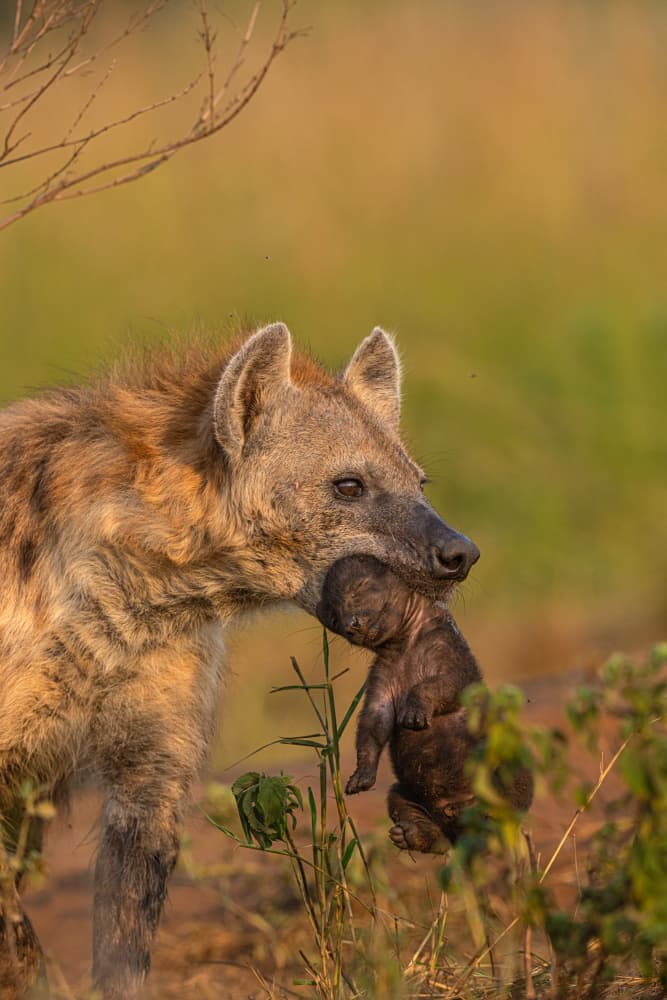 Mother Hyena Carrying Cub by Yogesh Bhatia — canvas wall art
