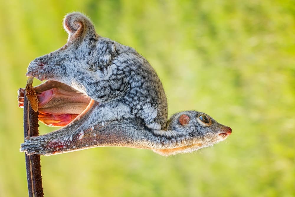 Curious Flying Lemur by Hendy Mp — canvas wall art