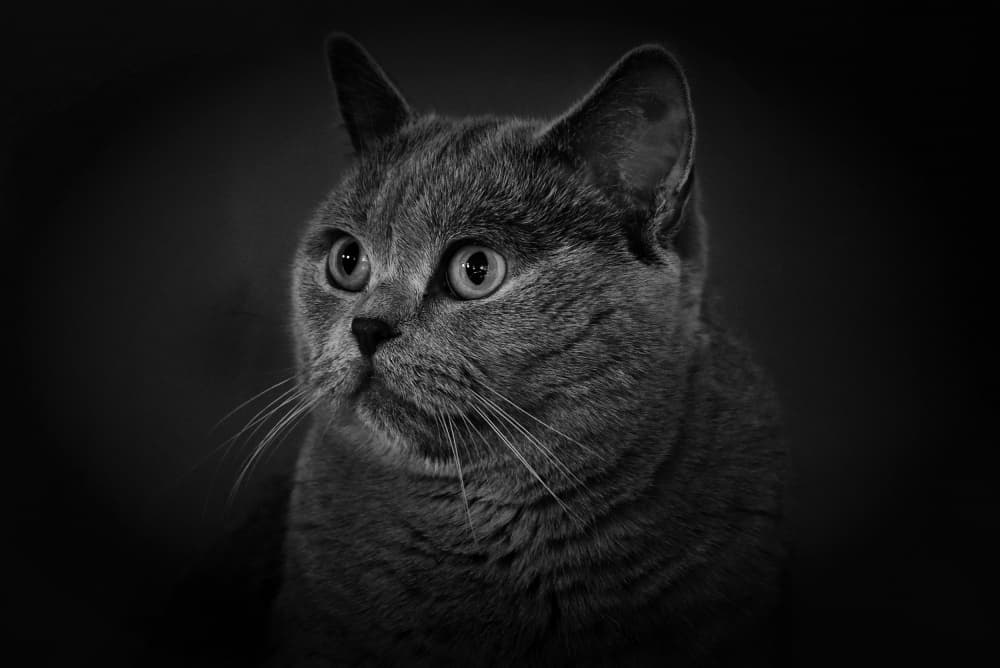 Alert Grey Cat by Bojan Kolman — canvas wall art