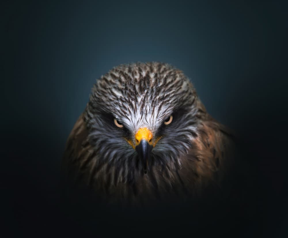 Intense Raptor Gaze by joanaduenas — canvas wall art