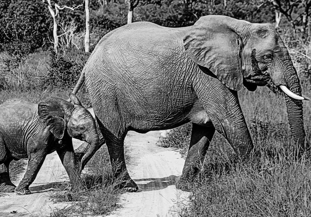 Mother and Baby Elephants by Felicia Berlin — canvas wall art