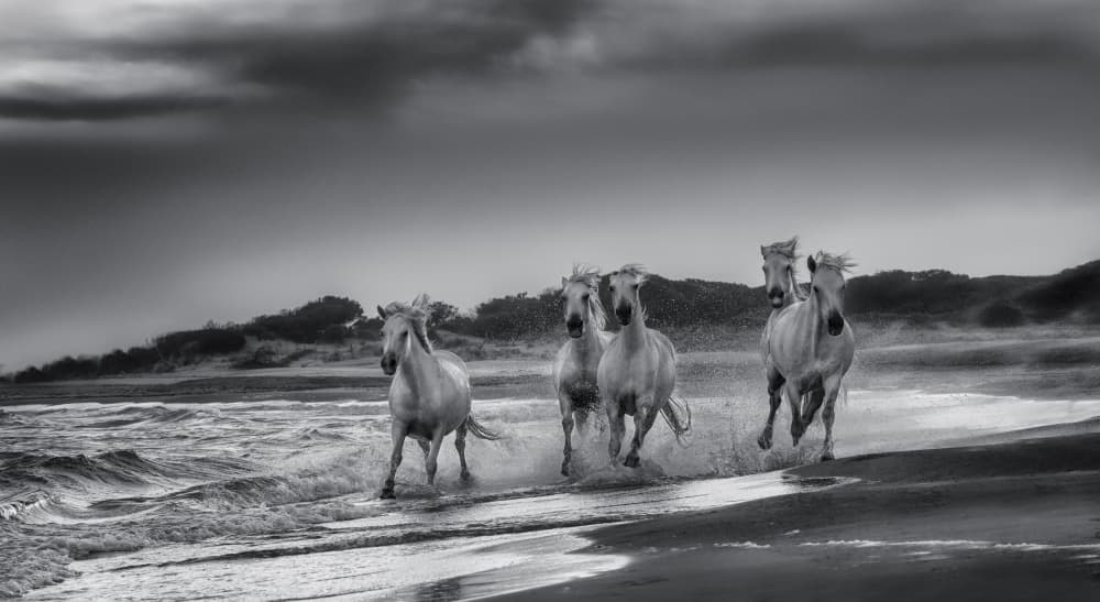 Wild Horses Galloping by joanaduenas — canvas wall art