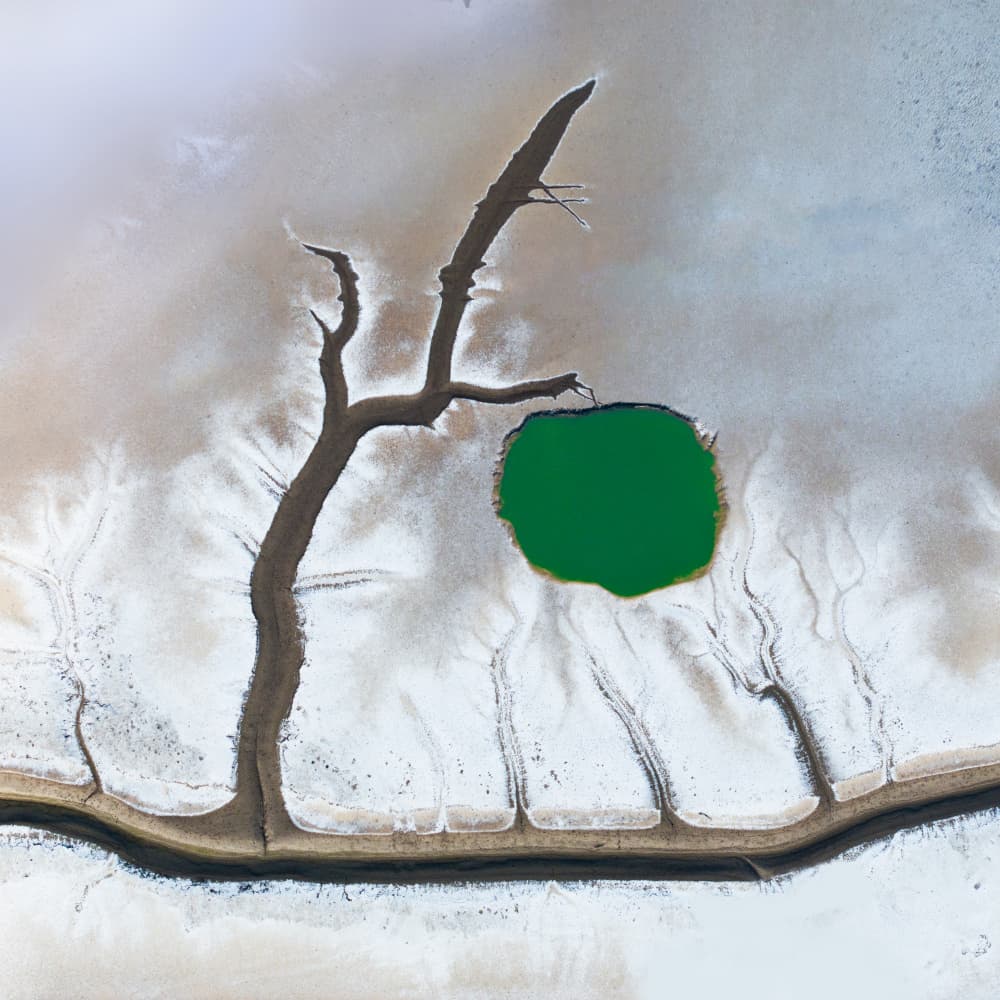 Green Lake Tree Landscape by Hsiao-Yang Fei — canvas wall art