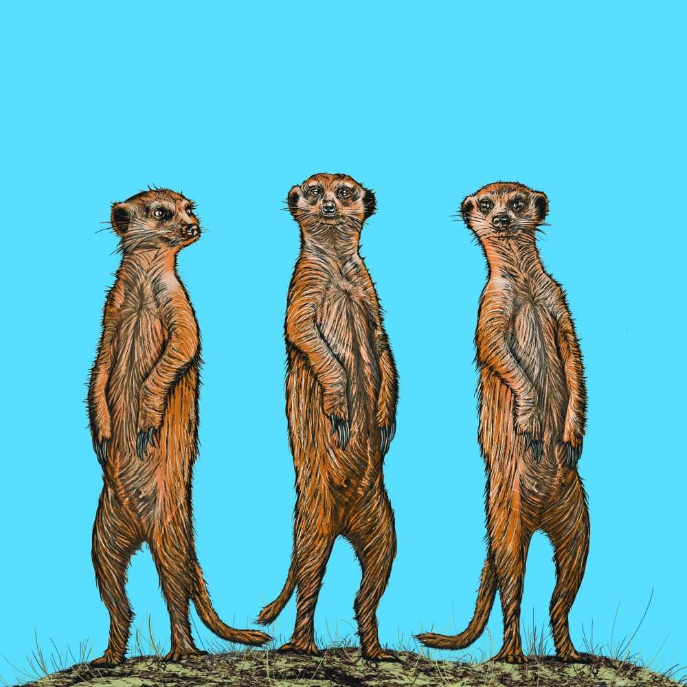 Cute Meerkats Standing Tall by Carlo Kaminski — canvas wall art