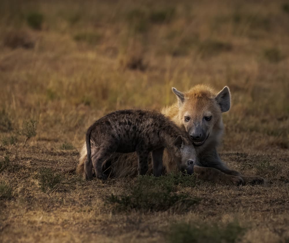 Hyena Cub Tender Moment by Judy Tseng — canvas wall art