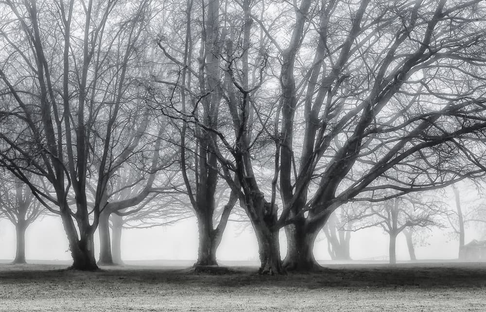Misty Winter Trees by Uschi Hermann — canvas wall art