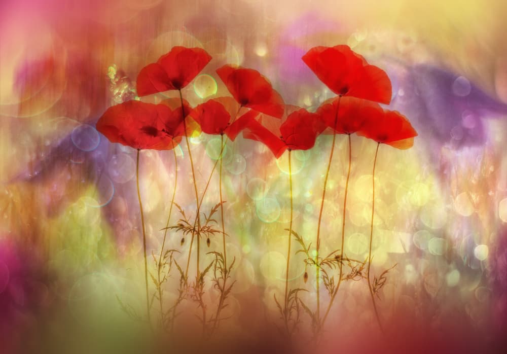 Dreamy Red Poppies by Hilda van der Lee — canvas wall art