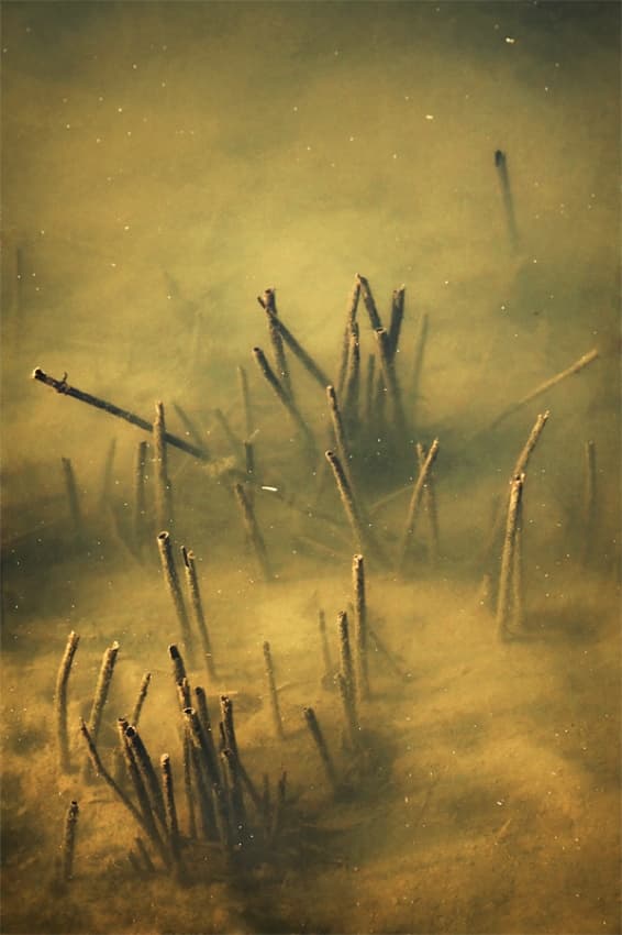 Quiet Submerged Stems by Ileana Bosogea-Tudor — canvas wall art