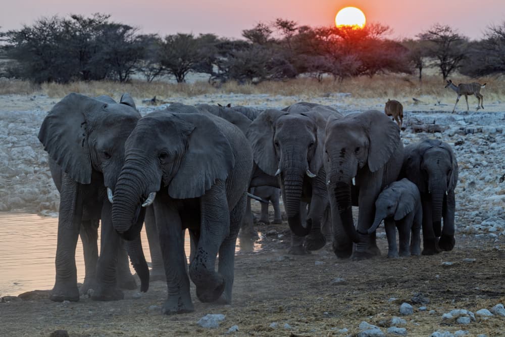 Elephants Sunset Waterhole by Alessandro Catta — canvas wall art
