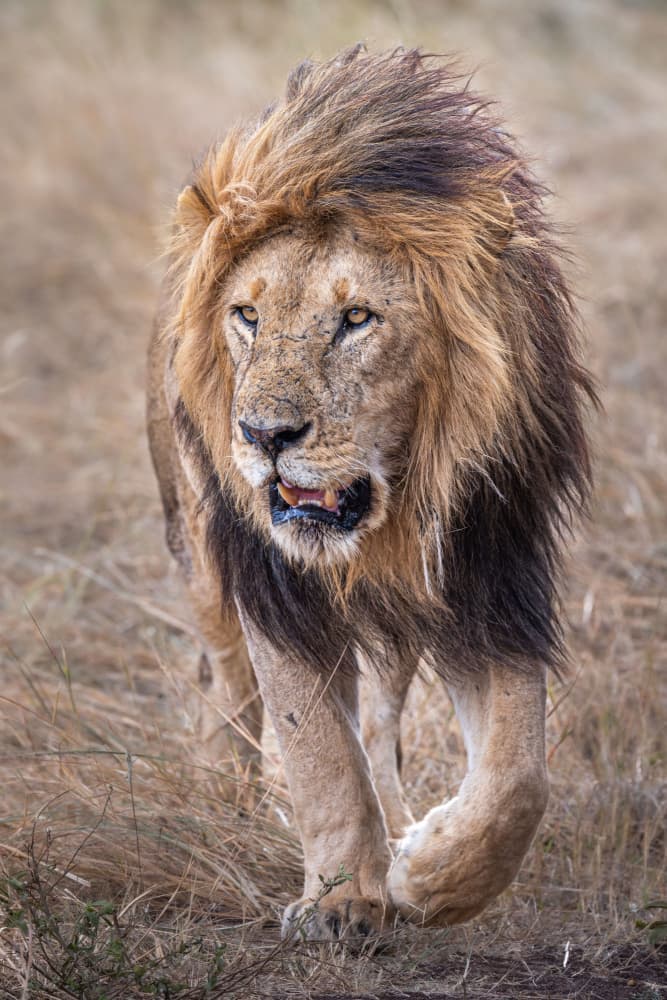 Majestic African Lion by Jeffrey C. Sink — canvas wall art