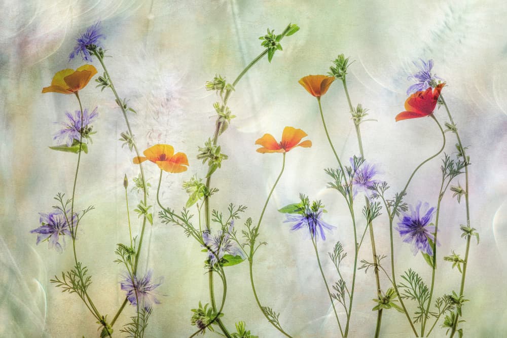 Ethereal Garden Blooms by Hilda van der Lee — canvas wall art