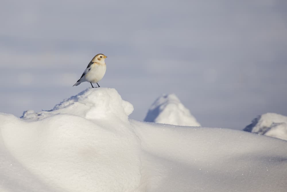 White Winter Bird by Mircea Costina — canvas wall art